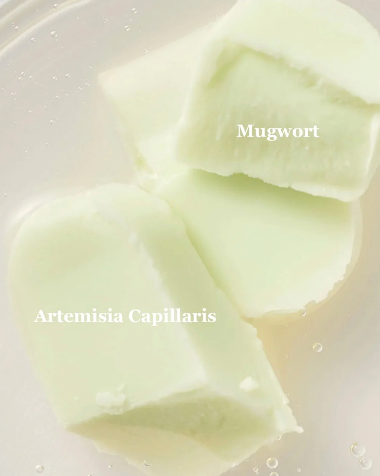 Matte Sun Stick : Mugwort + Camelia (SPF50+ PA++++)